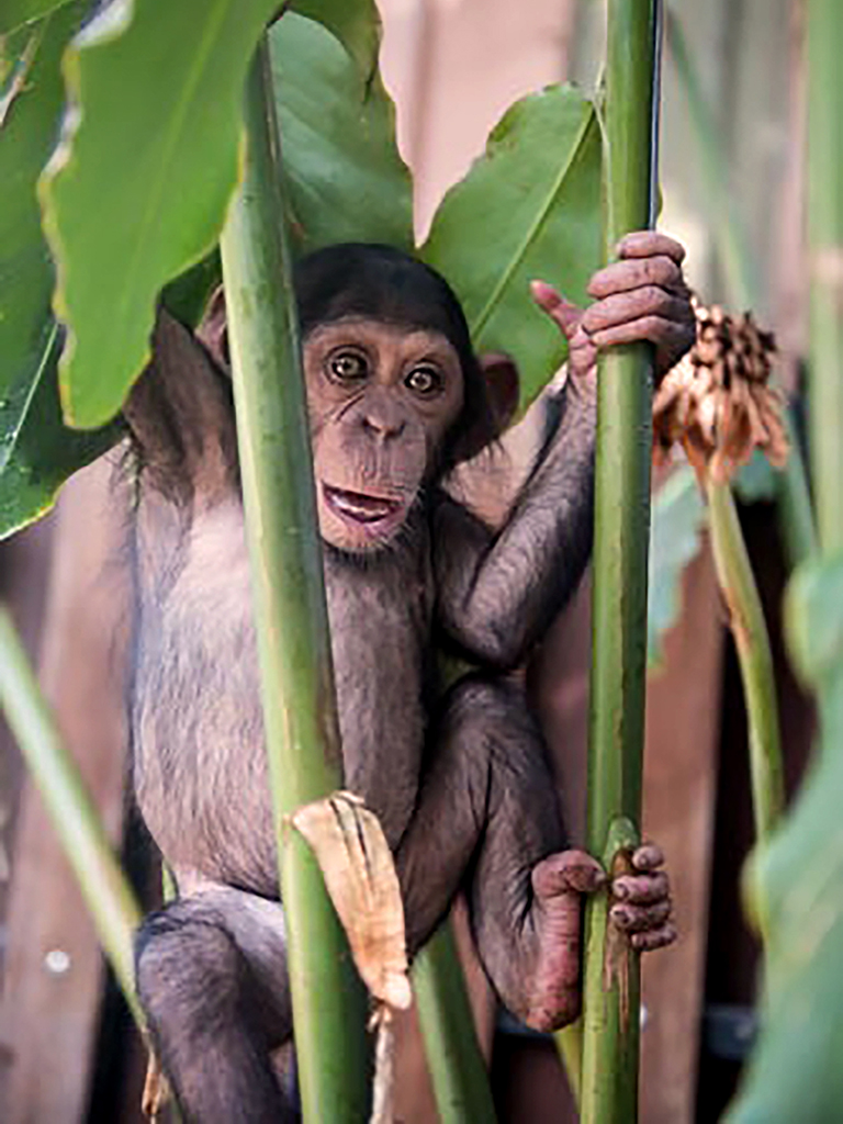 chimpanzee in tree