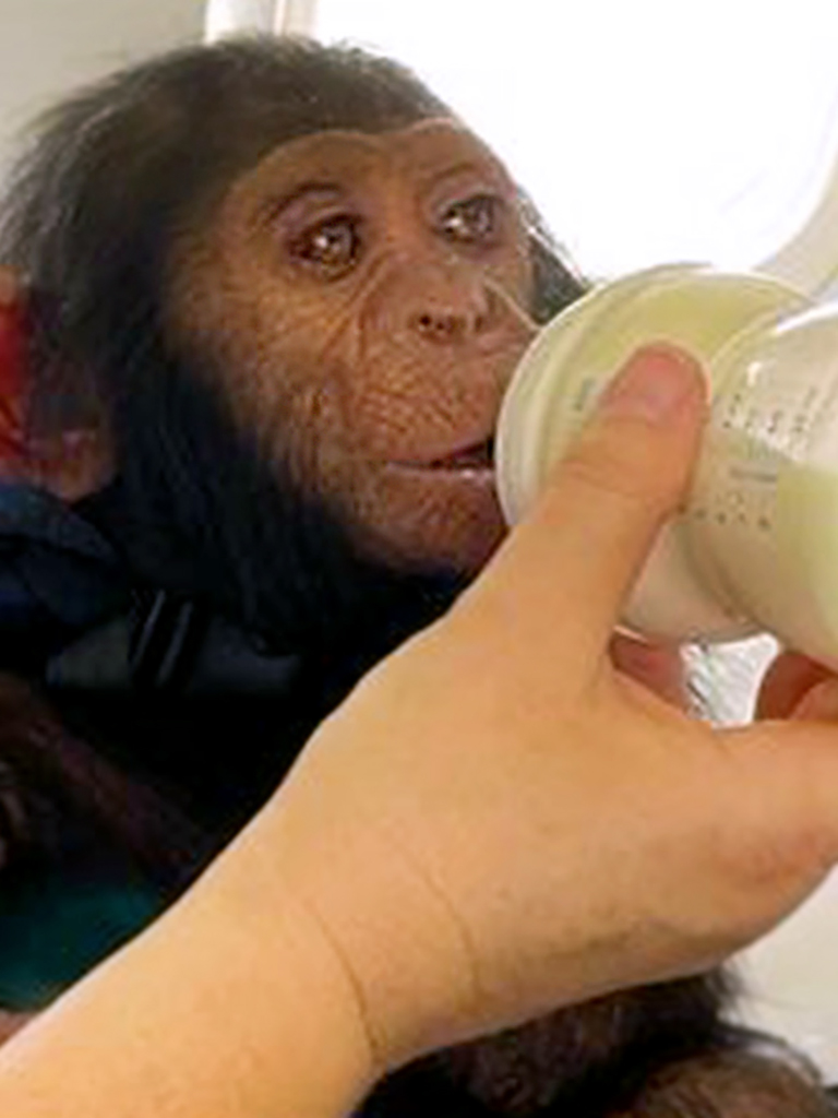 chimpanzee being bottle fed