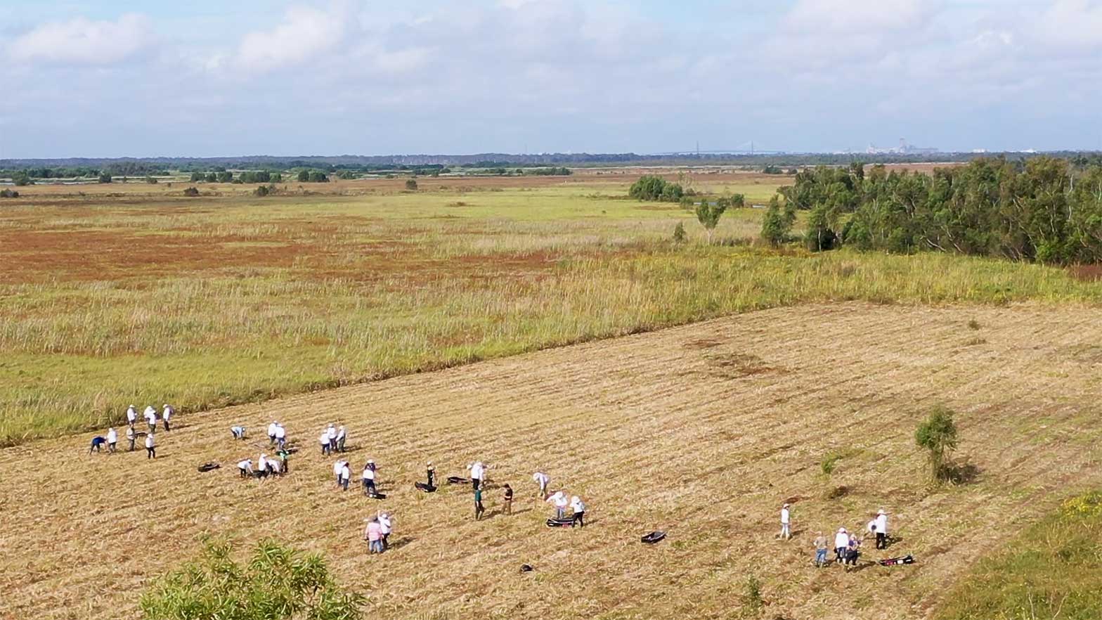 large meadow lands with volunteers cleaning up the debris and planting trees