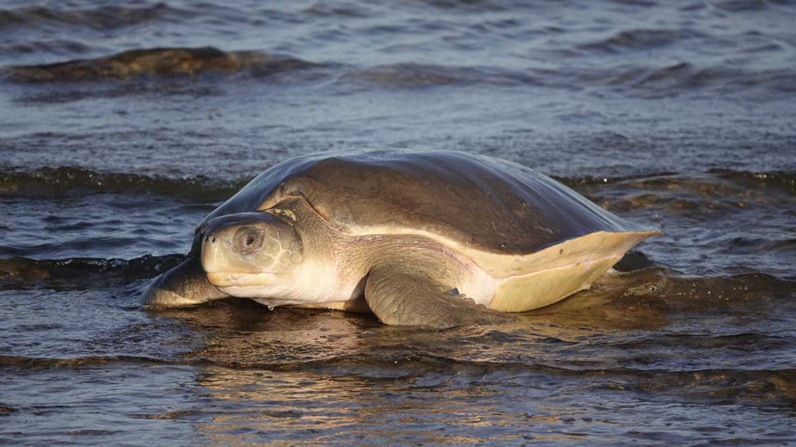 An identification tag can be seen on the flipper of this flatback turtle.