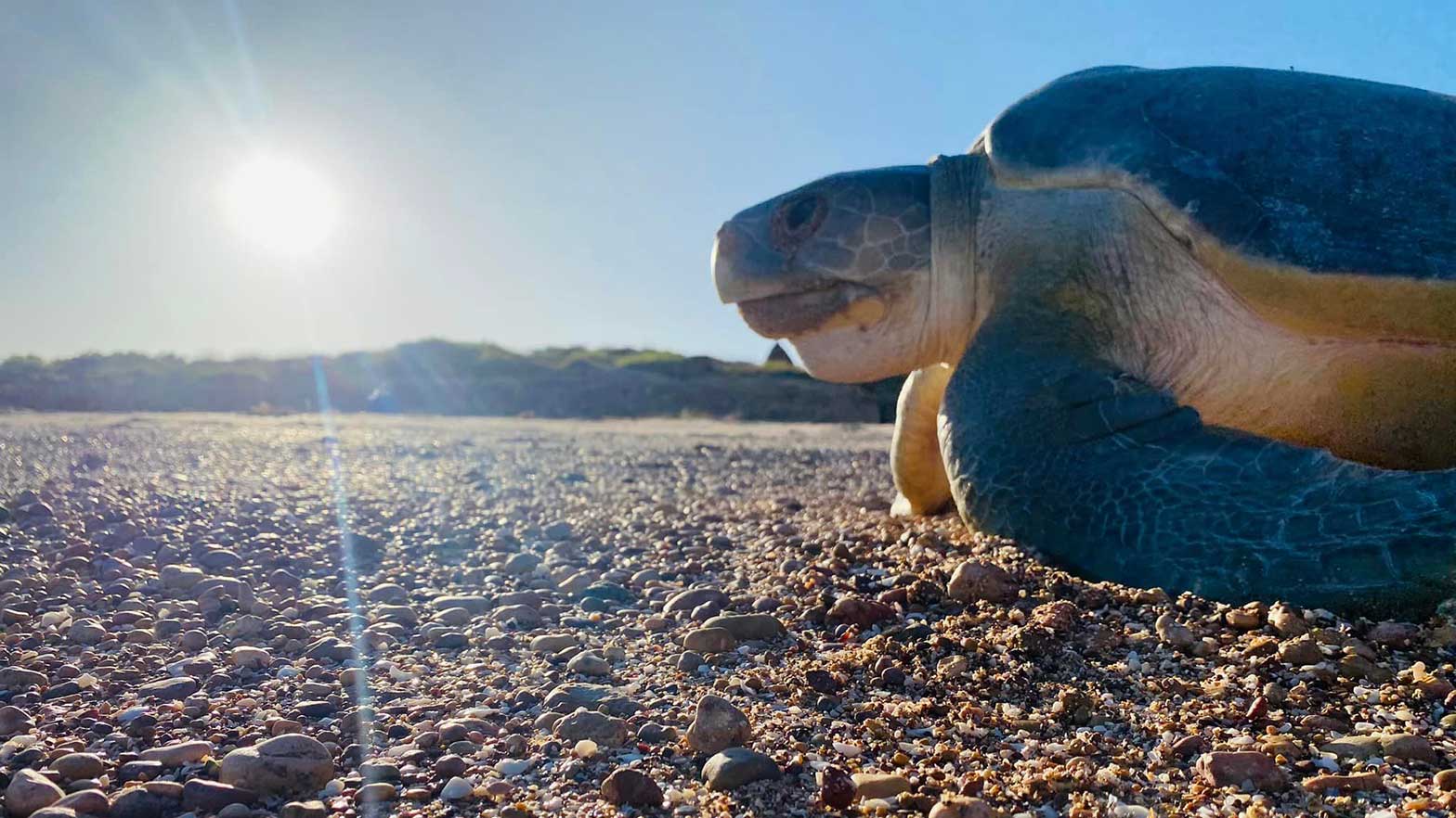 A flatback sea turtle retuns to the ocean after nesting on an Australian island.