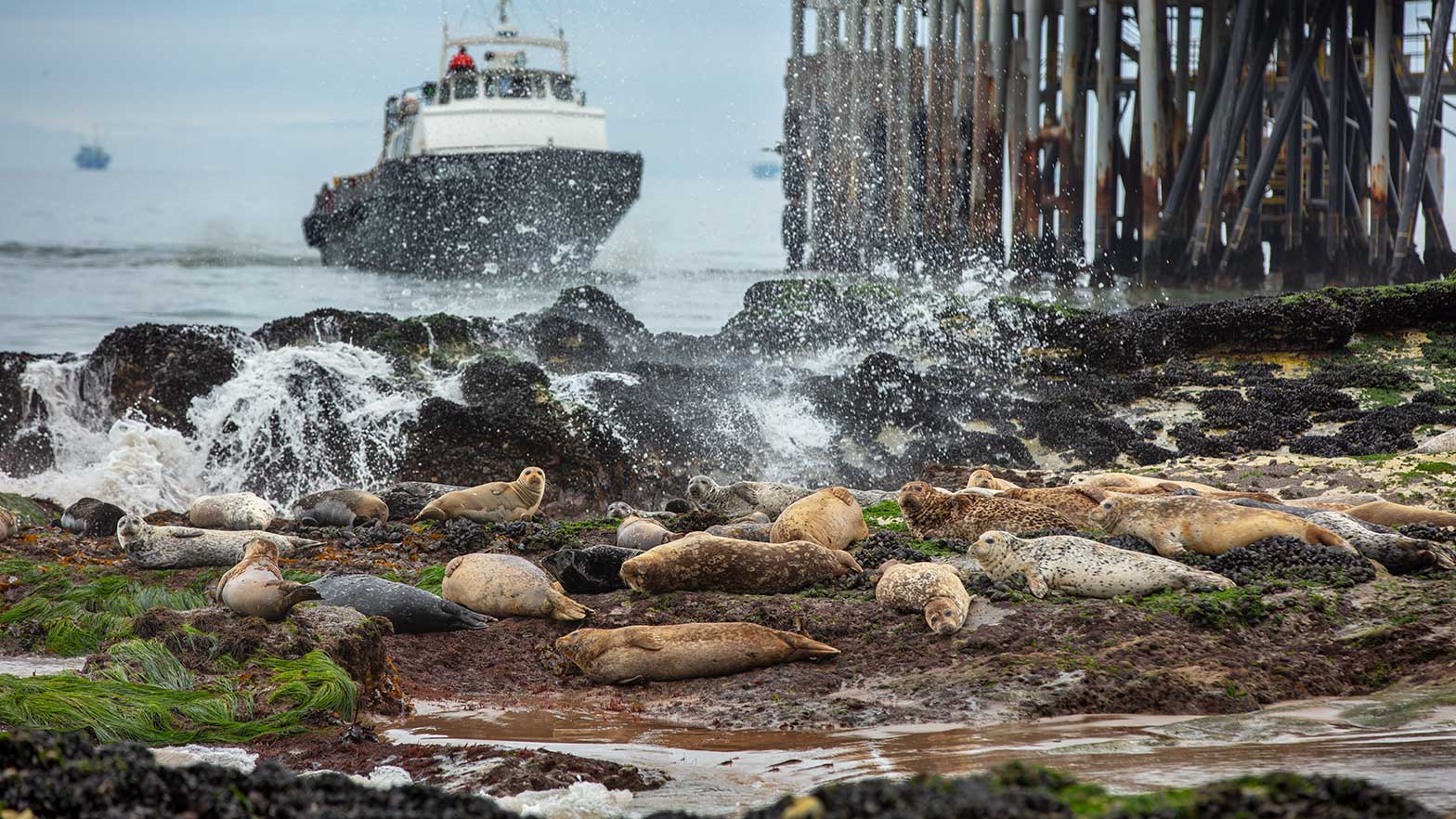 Harbor seals bask among the seaweed and rocks as a supply boat nears the Carpinteria gas plant pier
