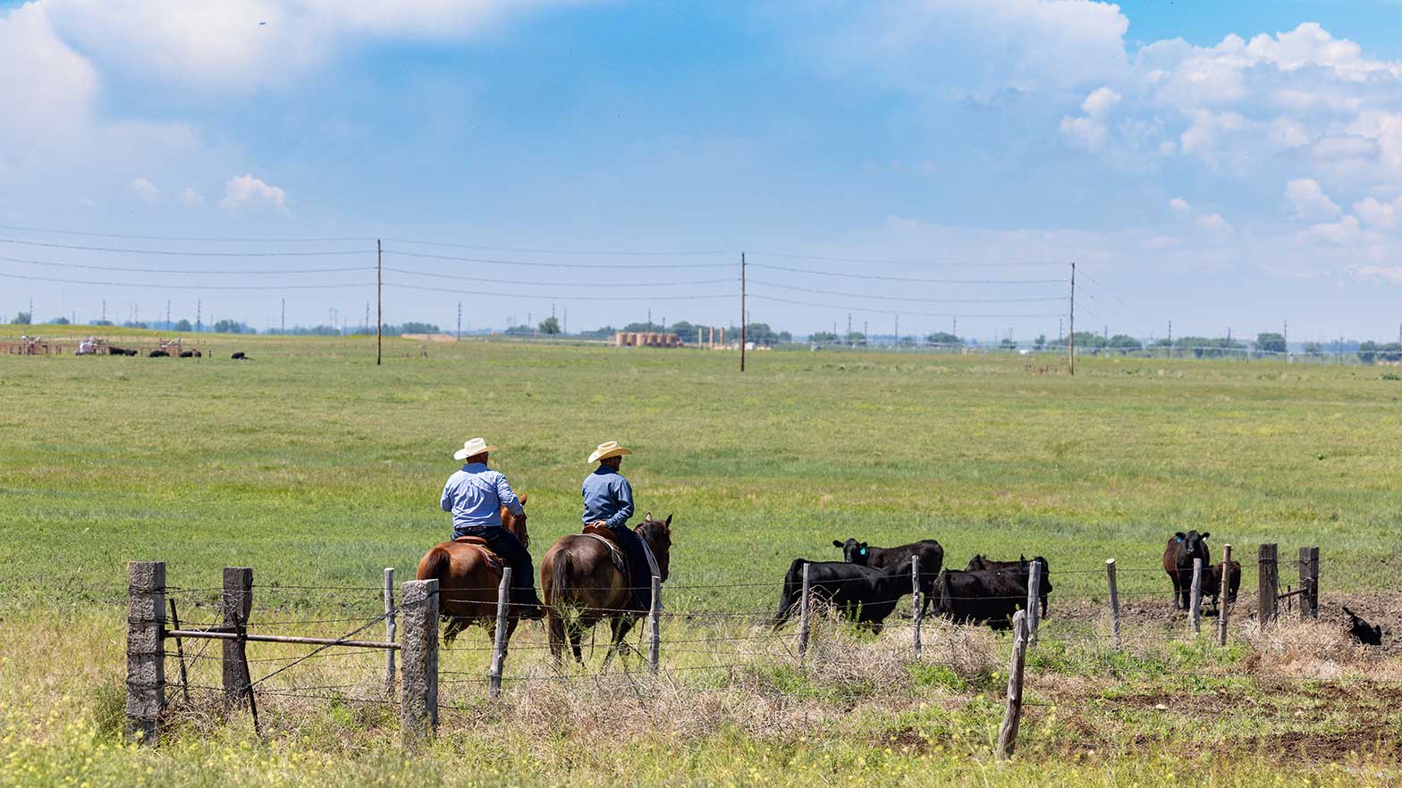 Cowboys round up cattle on the ranch with oil and gas equipment pictured in the distance