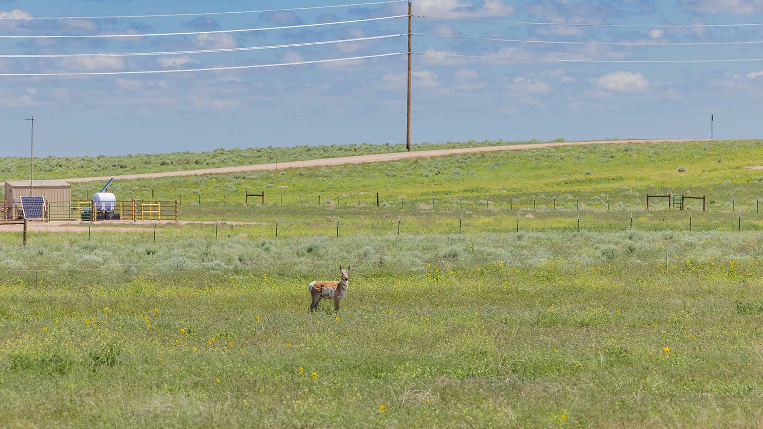 Cows aren’t the only things you’ll find on the ranch, which is also home to antelopes, tortoises, rabbits, horses, chickens and various wild birds.