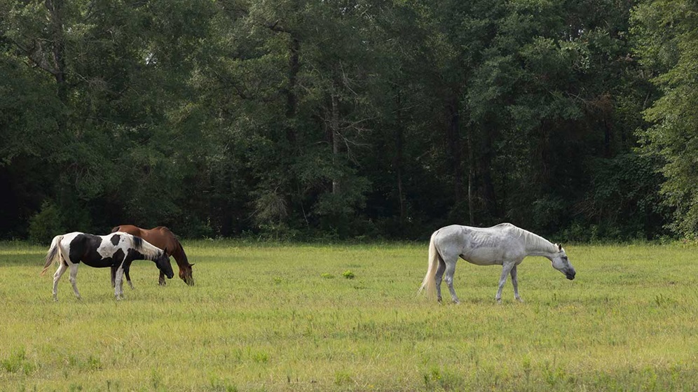 three horses grazing on the grass