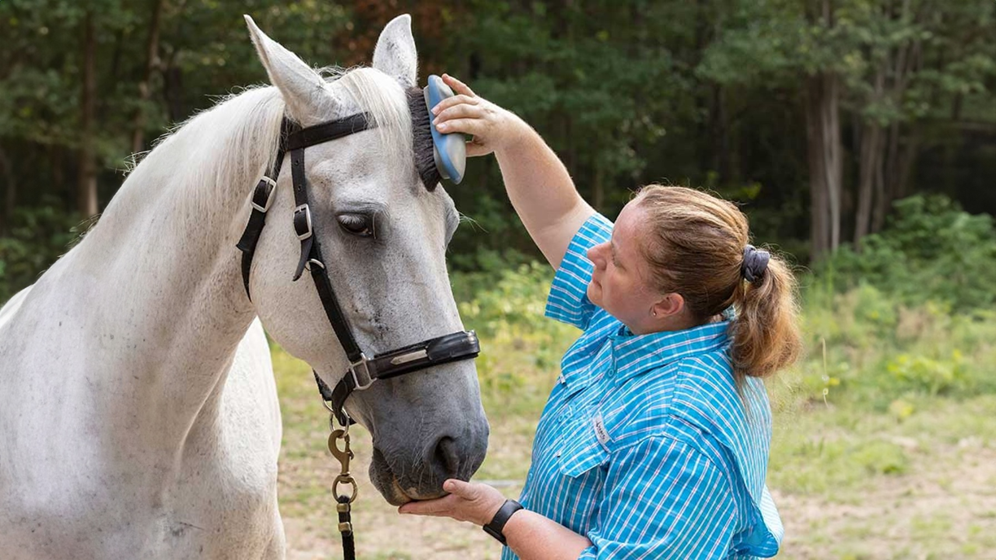 rebecca dallas grooming the horse named Techron