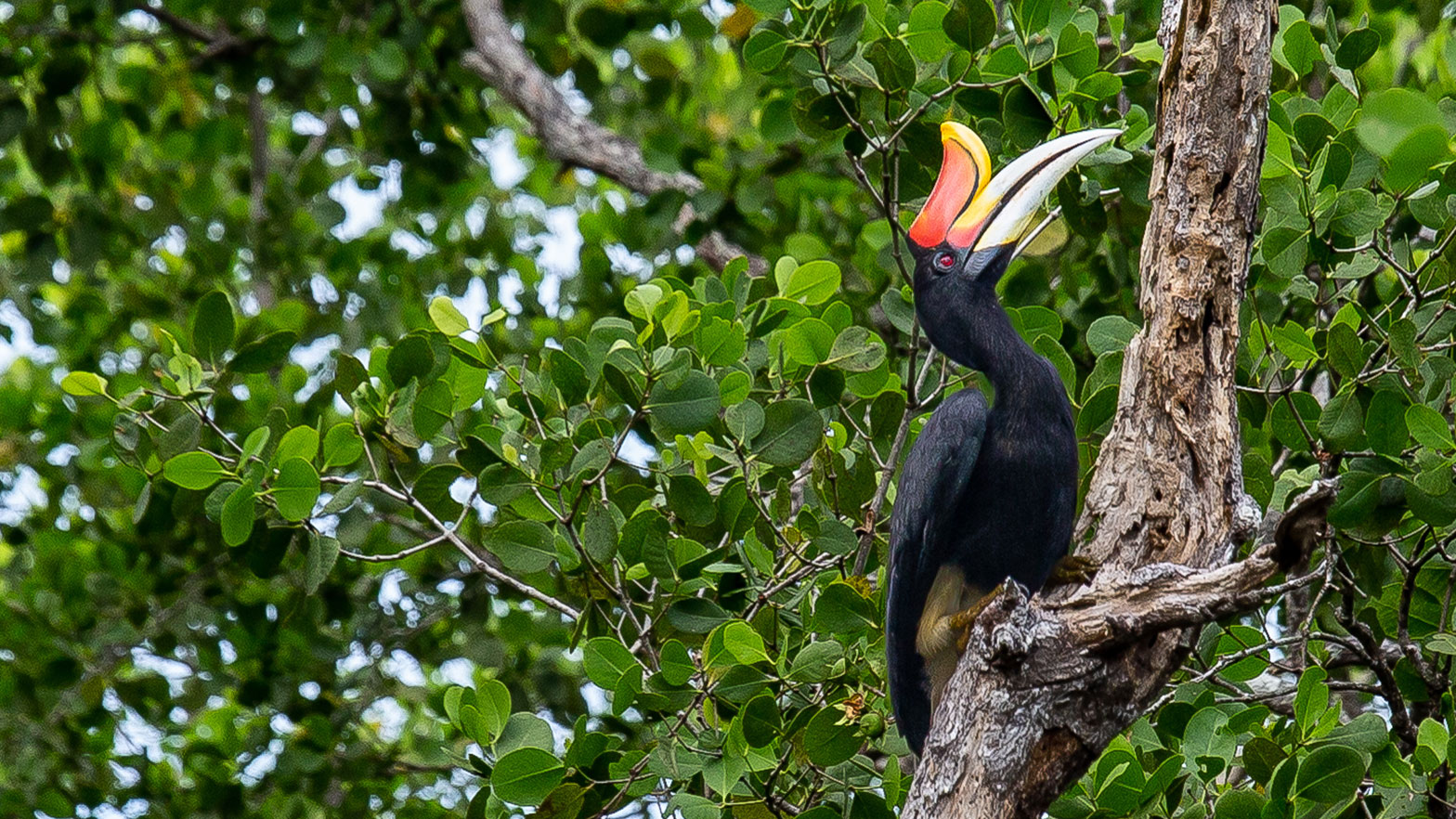 A rhinoceros hornbill is one of the many species that call the mangrove forest home.     Photo courtesy of Pact.