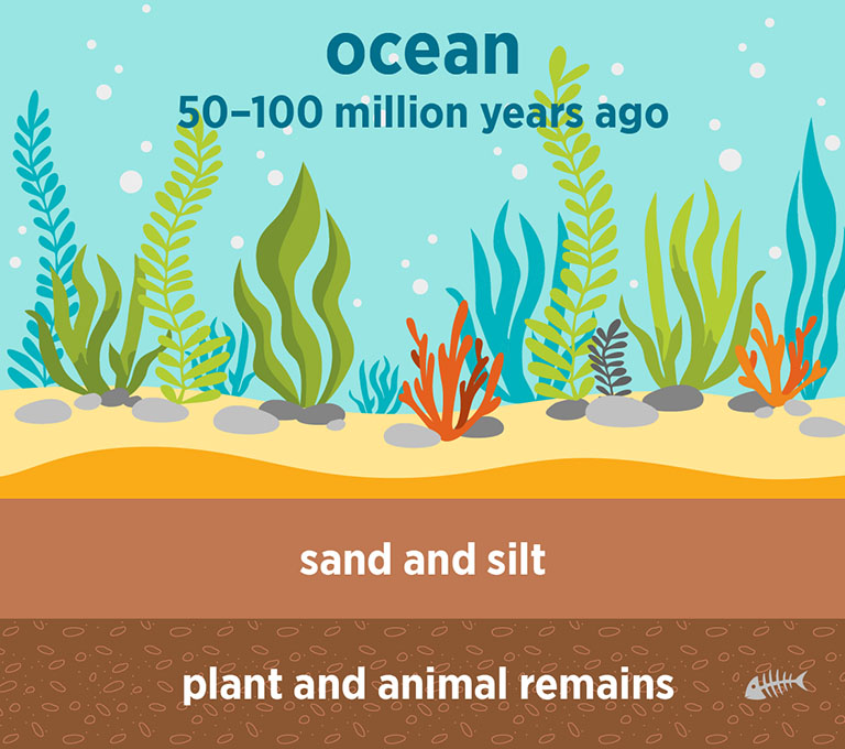 illustration: ocean 50-100 million years ago, sand and silt, plant and animal remains