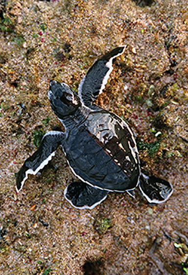 gorgon environment turtle