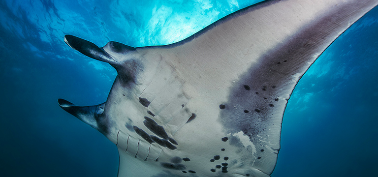 Saving the reef manta rays of Maratua Island