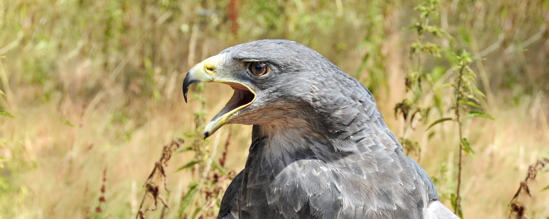Chevron strives to avoid or reduce the potential for signiﬁcant impacts on sensitive species, habitats and ecosystems, including the South American Black-Chested Buzzard Eagles.