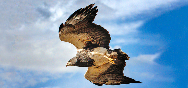 Facts about the South American Black-Chested Buzzard Eagle