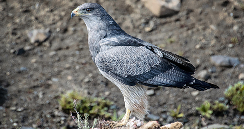 The South American Black-Chested Buzzard Eagles diet