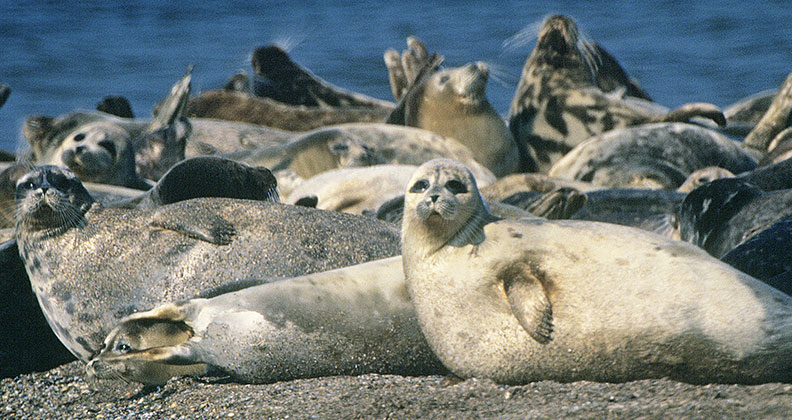 Endangered Caspian seals on Caspian coastline
