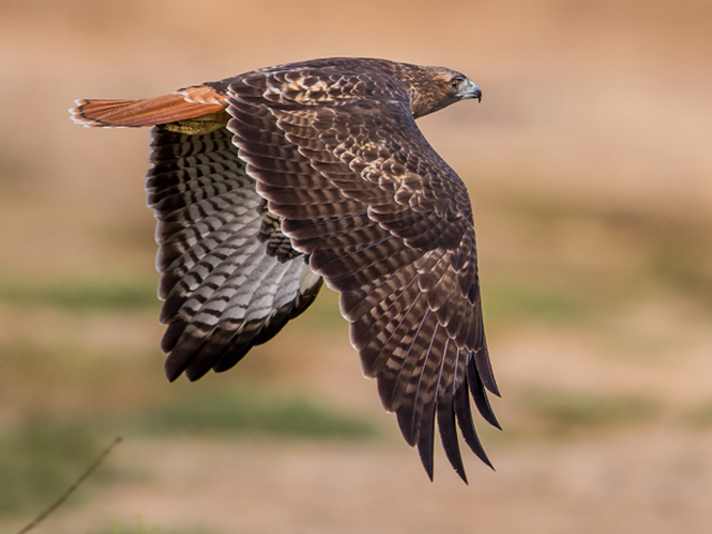 Red-tailed hawk flying