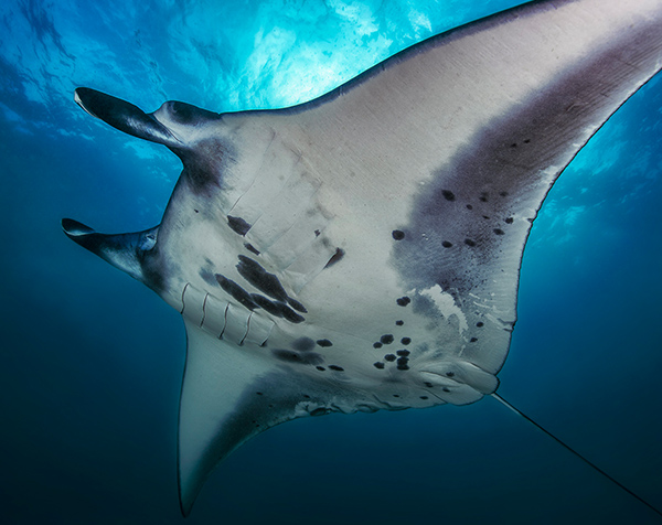 Reef manta rays listed as a vulnerable species by the IUCN