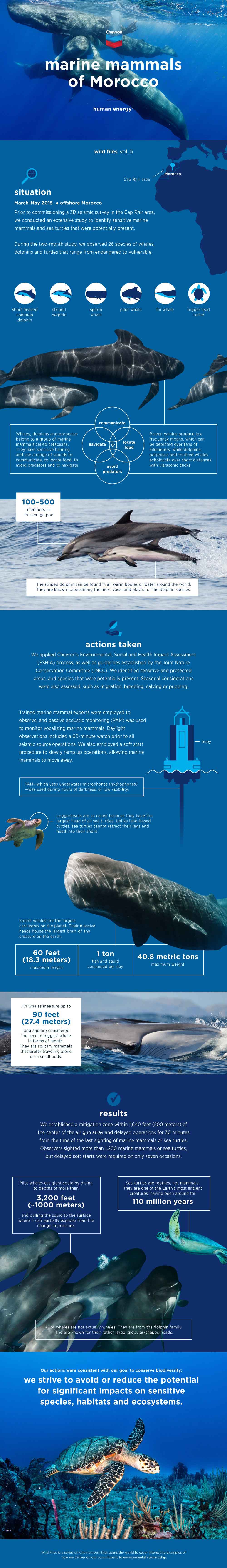 infographic of various marine life