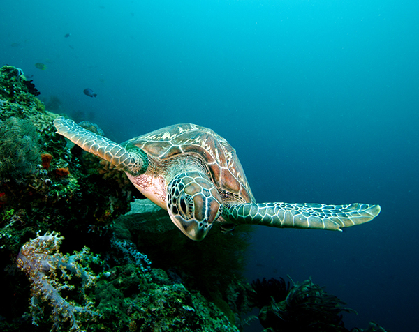 Chevron works to protect endangered green sea turtles, habitats and ecosystems