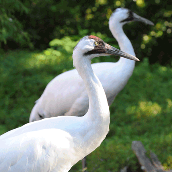 two american endangered whooping cranes