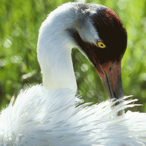 one endangered Whooping Crane in the state of Louisiana