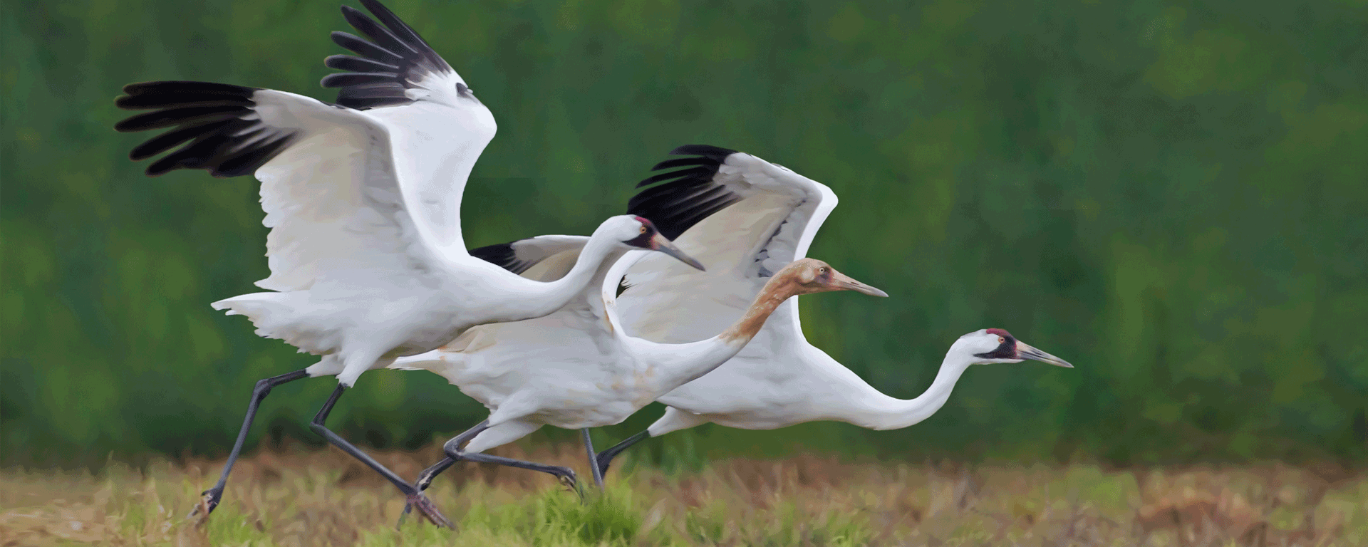 Three Whooping Cranes in their Louisiana habitat