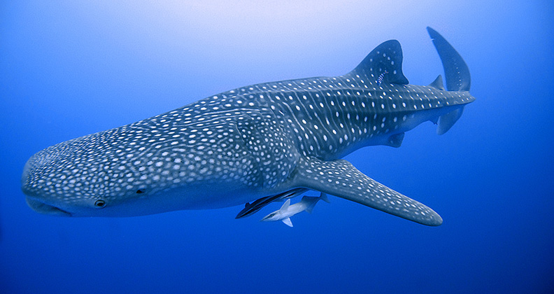 whale sharks have pattern of light yellow spots