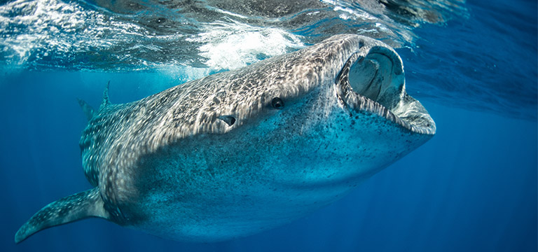 Whale shark rescue effort results