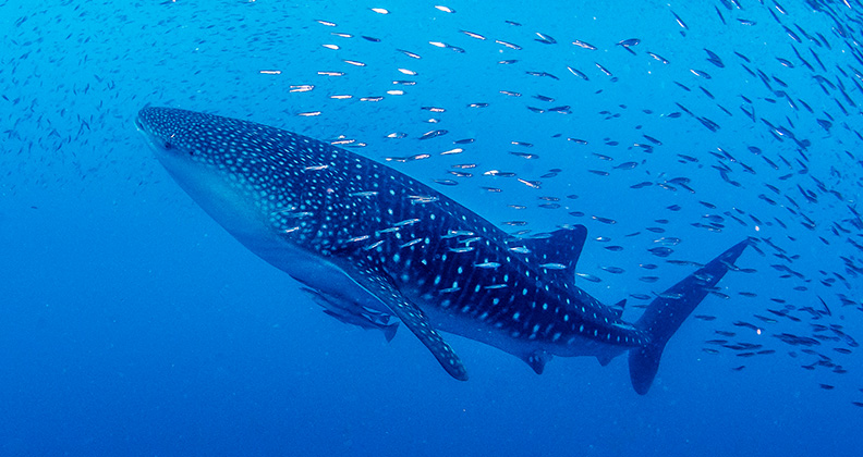 Whale shark sightings in gulf of thailand