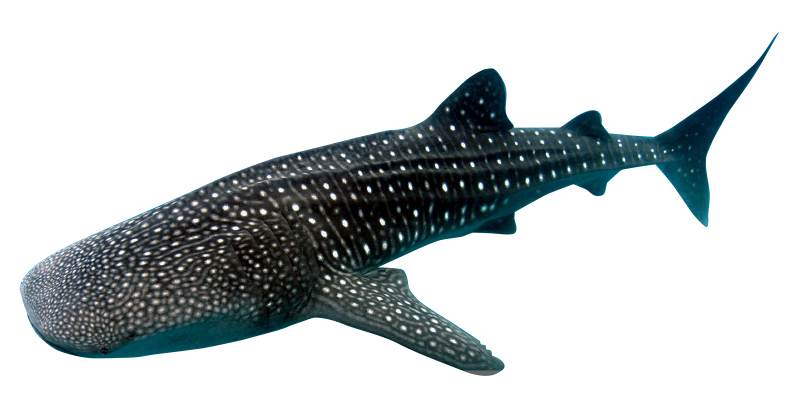 Whale shark 