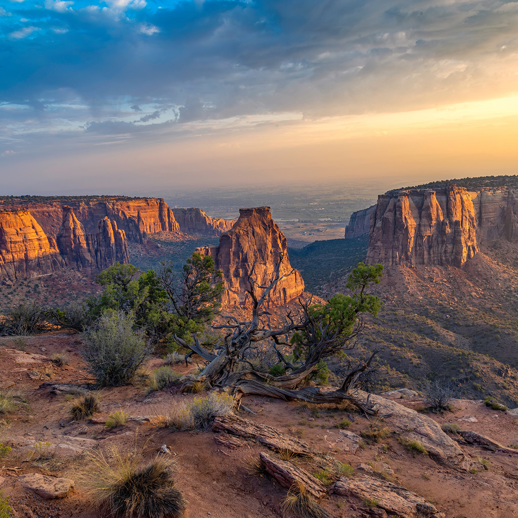 accordial item image 1